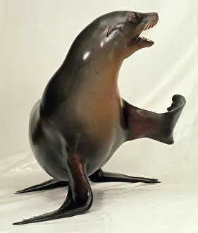 Marine Mammal Images Drucke: Sealion with front flipper raised