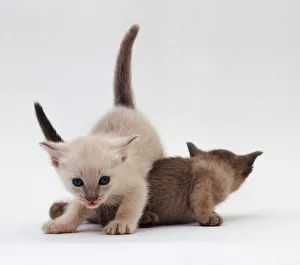 Cute Kitten Images Drucke: Siamese kittens playing
