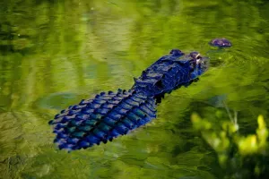 Florida-Kalliope (US-amerikanischer Alligatorkönig im Süßwasser)