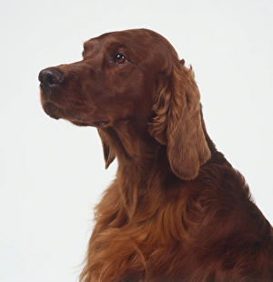 Seiteansicht eines Irish Setters Kopfes
