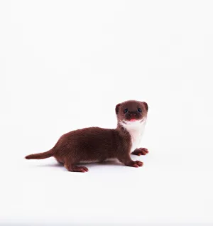 Small Mammal Images Drucke: Young weasel