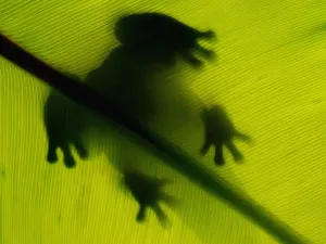Abstrakt Drucke: Grünblatt von einem Frosch