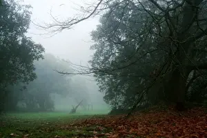 Australian Winter Landscapes Drucke: Arbor Day