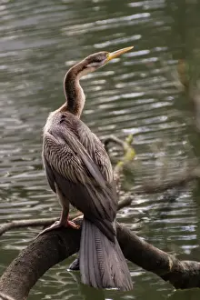 Bird Photography Australia Drucke: Australasian Darter