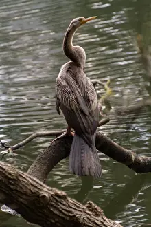 australischer Flussschwimmer
