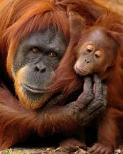 Mutter und Baby