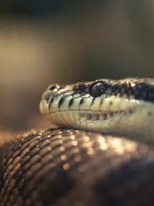 Australian Snakes Drucke: Carpet Python
