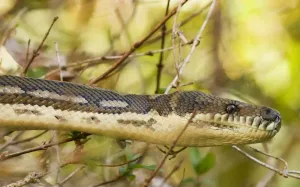 Australian Snakes Drucke: Carpet Python headshot