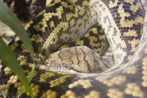 Snake Photography Drucke: Close-up of python