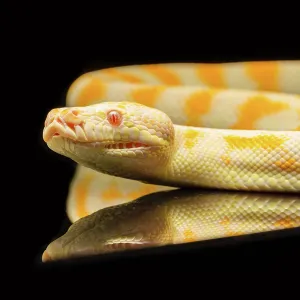 Reptile Photography Australia Drucke: Close up of young python