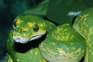 Reptile Photography Outdoors Drucke: Coiled green tree python