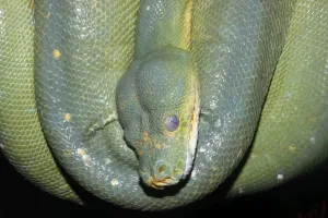 Drucke von Die Grüngreifnatter Python (Morelia viridis) ist eine Art der Familie Pythonidae. Sie wird in den nördlichen Spitzen von Australien, Neuguinea und den Salomonen gefunden Grüne Schlange Drucke: Grüner Python