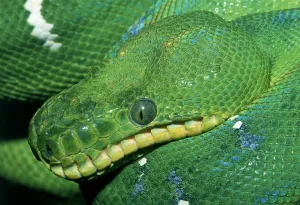 Green Tree Python Drucke: Green python