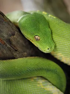 Australian Snakes Drucke: Green Tree Python