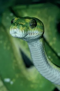 Reptile Photography Australia Drucke: Green tree python