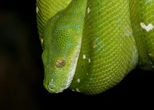 Green Tree Python Drucke: Green Tree Python
