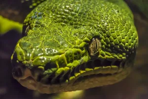 Green Tree Python Drucke: Green tree python