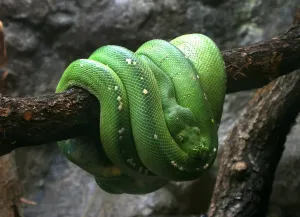 Grüner Baum Python