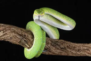 Green Tree Python Drucke: Green tree python