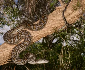 Schlange Drucke: Murray-Darling-Teppichpython