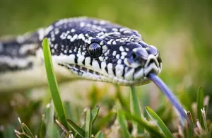 Gerahmter Druck : Python auf Gras Gerahmter Druck : Python auf Gras
