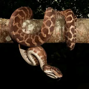 Schlange Drucke: Rostgekörnte Python