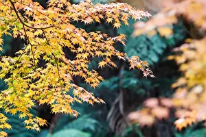 Nature Photography In Australia Drucke: Autumn Colors