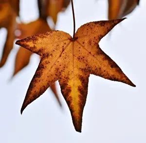 Australian Autumn Leaves Drucke: Autumn Leaf