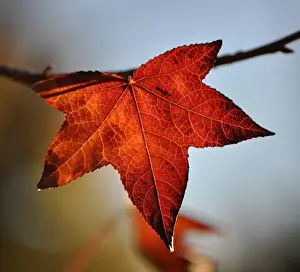 Bilder vom 7. Mai 2014: Herbstlaub