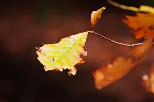 Australian Autumn Leaves Drucke: Autumn leaf