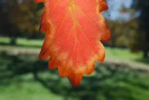 Australian Autumn Leaves Drucke: Autumn leaf