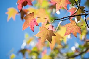 Australian Autumn Leaves Drucke: Autumn Leaves