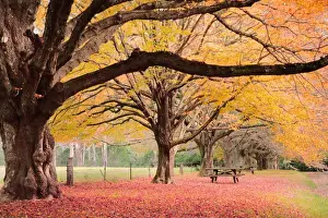 Horizontal Landscape Photography Australia Drucke: Autumn in Mount Wolson