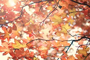 Australian Autumn Leaves Drucke: Autumn warmth