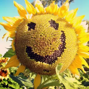 Jodie Griggs Drucke: Glücklicher Sonnenblume