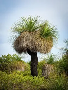 Grass tree