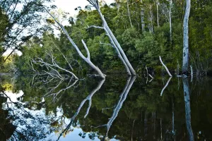 Bäume Drucke: Fluss Spiegelung