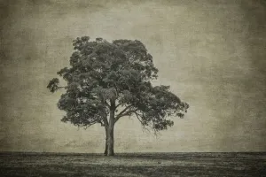 Black And White Tree Images Drucke: A tree in a paddock