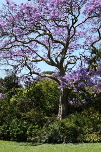 Trees