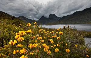 Cradle Mountain Tasmania Drucke: cloudy cradle mountain