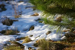 Australian Winter Landscapes Drucke: Corin forest soft snow