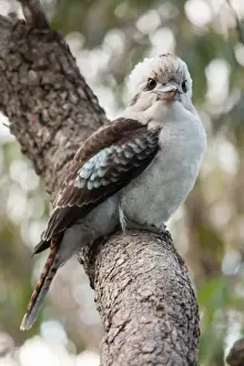 Bird Watching In Australia Drucke: Curious Kookaburra