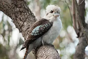 Bird Watching In Australia Drucke: Curious Kookaburra