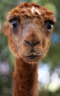 New South Wales Wildlife Drucke: Curly Top