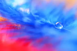 Blue And Red Color Combination Drucke: A drop of water on a blue feather