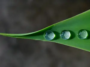 Horizontal Landscape Photography Australia Drucke: Three drops of water on green leaf