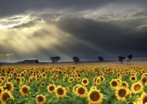 Australian Landscapes Drucke: The far road