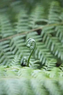 Australian Nature Photography Drucke: Fern fiddlehead among branches