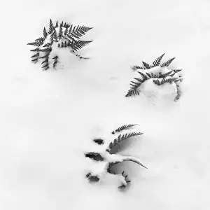 Bilder Datiert 13. Juli 2014: Fern und Schnee