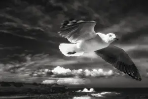 Australian Seascapes Drucke: In Flight